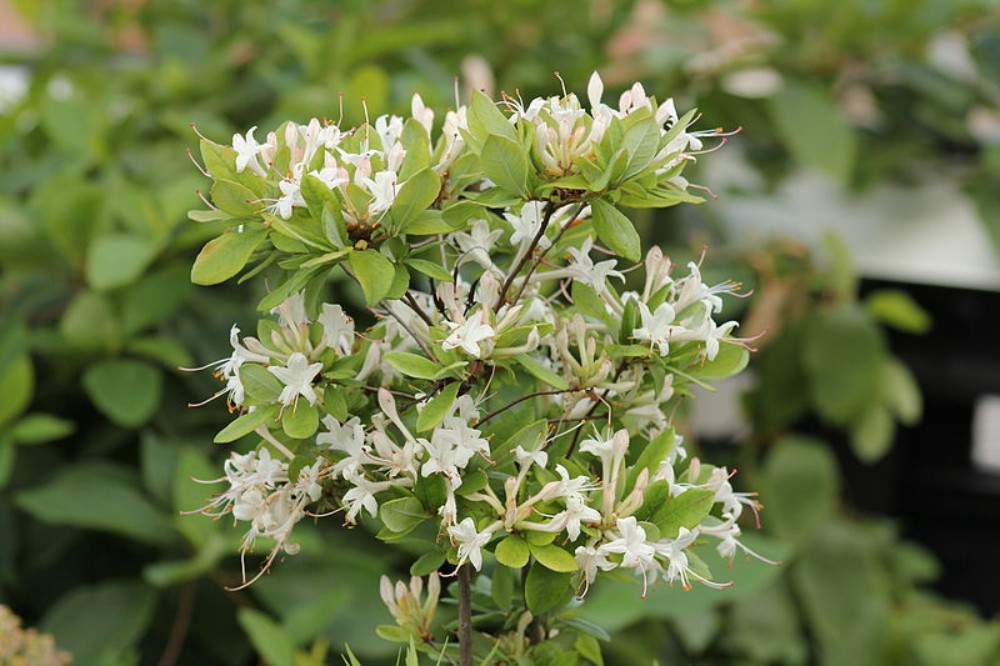 swamp_azalea